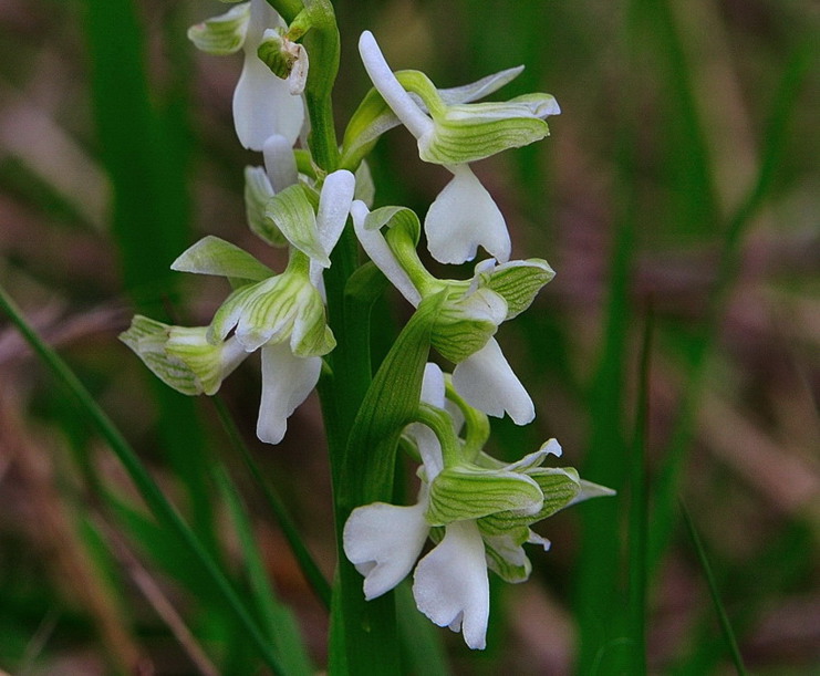 O. Morio variet albina ??